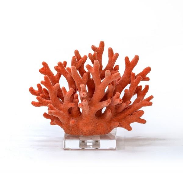 alt="orange coral on base"